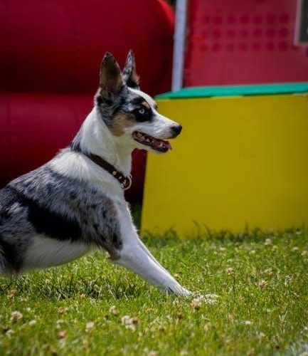 e-collar technologies et-300 mini educator remote dog training collar manual