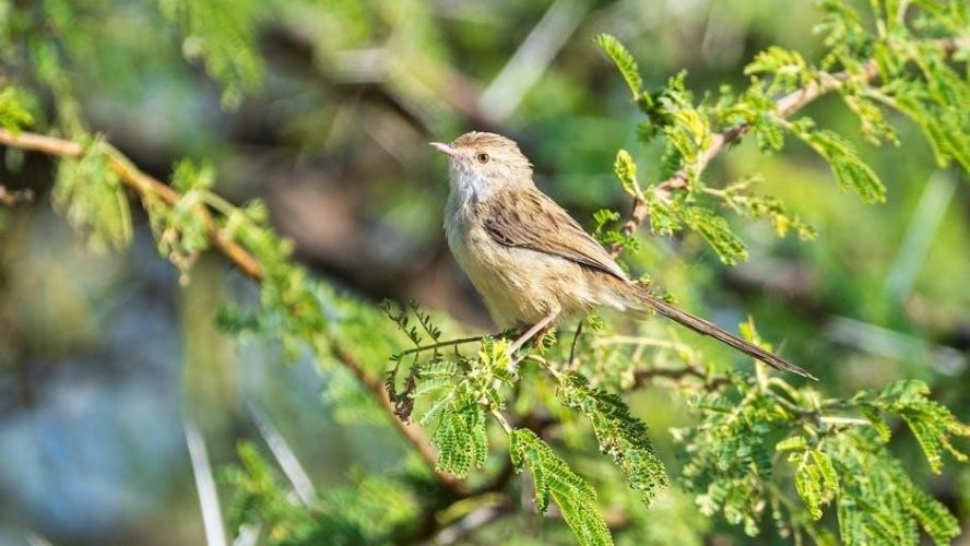 cabi spring 2022 lookbook pdf